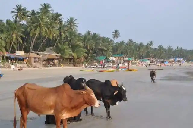 #5. Cows At Goa, India