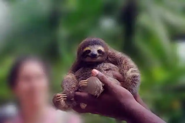 The Pygmy Three-toed Sloth