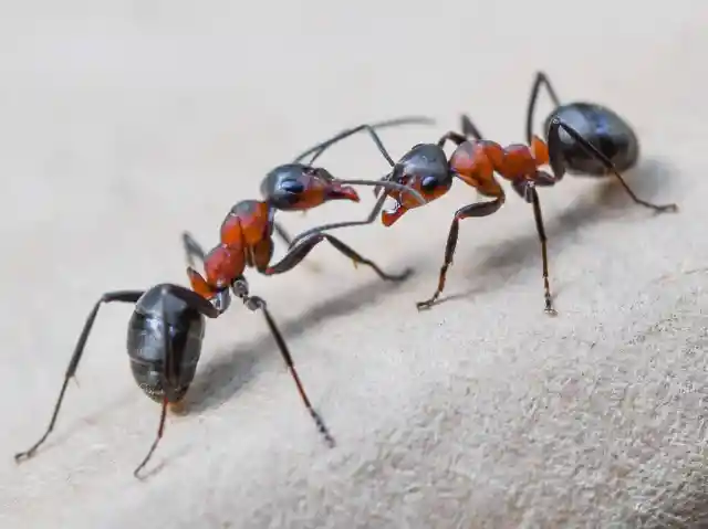 #19. Common Ants