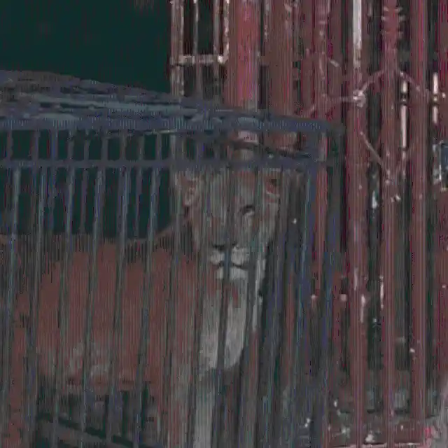 A Young Lioness