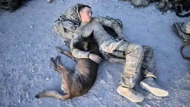 #14. Army Dogs