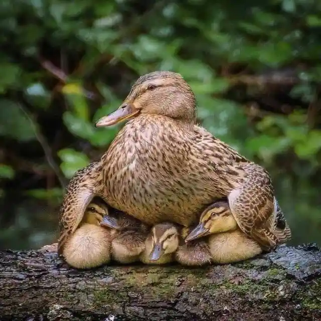 Some Of The Best Parenting Moments In The Animal Kingdom