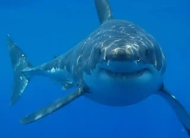 #24. Shark Alpha