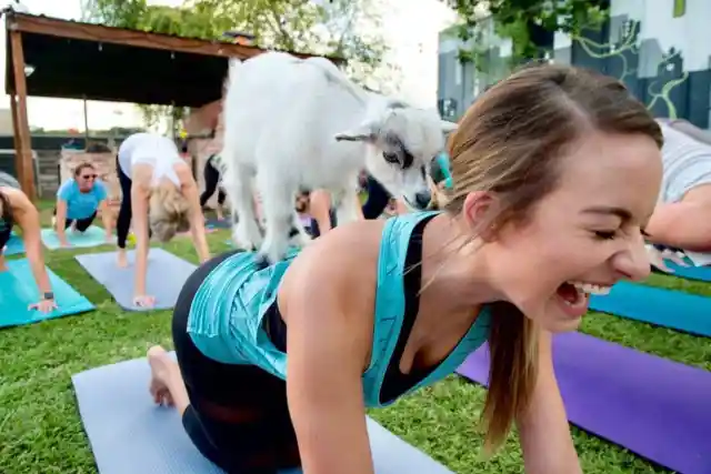 Everything You Need To Know About Goat Yoga