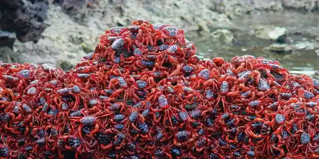 #1. Crabs At Christmas Island, Australia