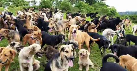 #14. Dogs At Heredia, Costa Rica