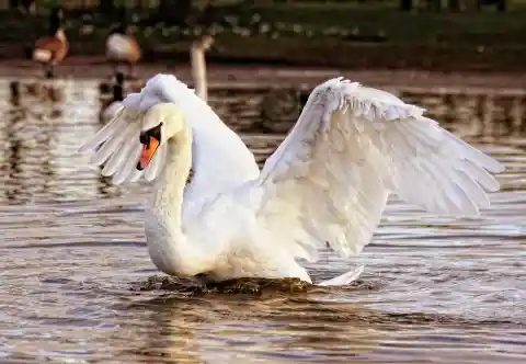 Fun With The Swans