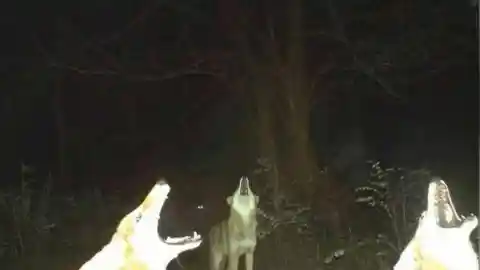 A Pack Of Howling Wolves