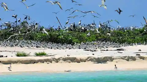 #15. Birds At Ursula Island, The Philippines