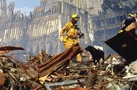 #25. 9/11 Rescue Dogs