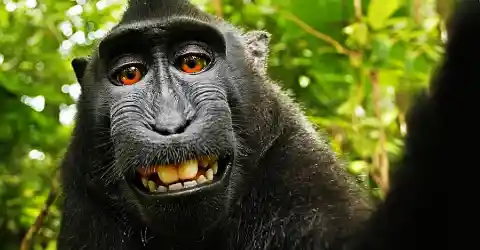 Monkey Selfie