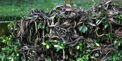 #3. Snakes At Queimada Grande, Brazil