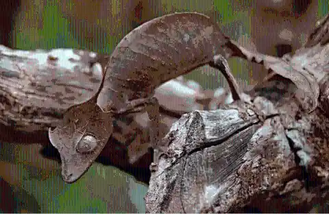 #10. Satanic Leaf-Tailed Gecko
