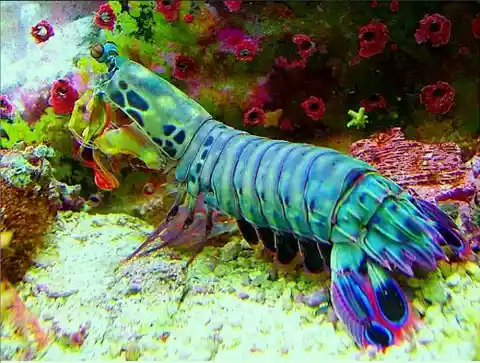 #1. The Mantis Shrimp