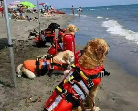 #6. Lifeguards