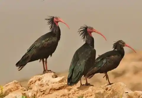 The Northern Bald Ibis