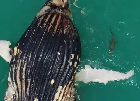 Giant Whale And Its Little Buddy