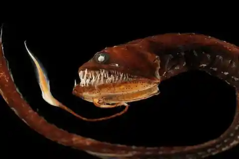 #1. Black Dragonfish