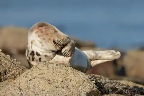 Giggling Seal