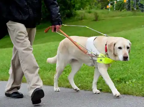 #3. Seeing Eye Dogs