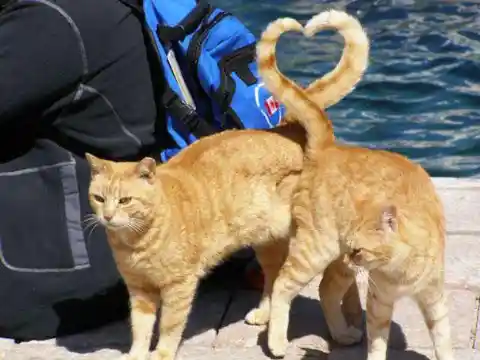 Romantic Kitties