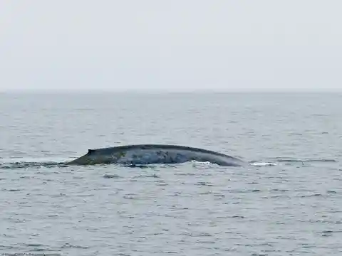 #1. Blue Whale Singing