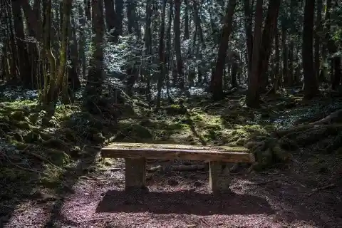 #1. Aokigahara Forest