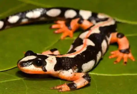 The Kaiser's Spotted Newt