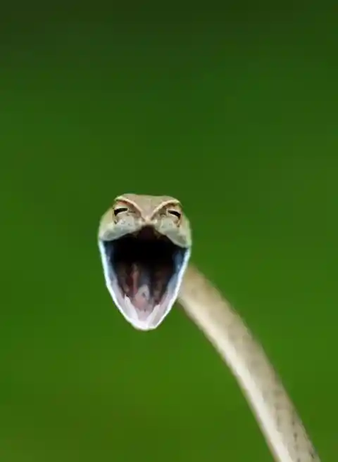 Laughing Snake