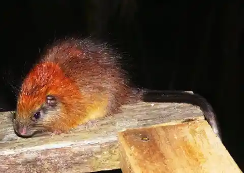 The Colombian Red-Crested Tree Rat