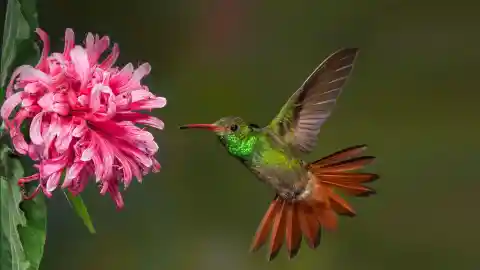 #17. Hummingbirds