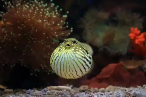 Blowfish Venom