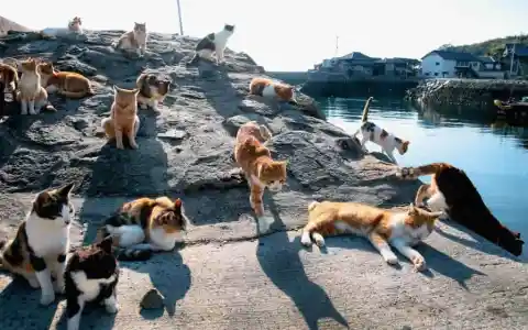 #13. Cats At Tashirojima, Japan