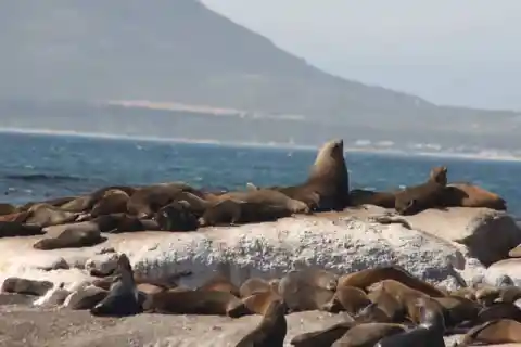 #8. Seals At Seal Island, South Africa