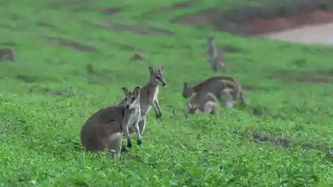 #11. Wallabies At Lambay Island, Ireland