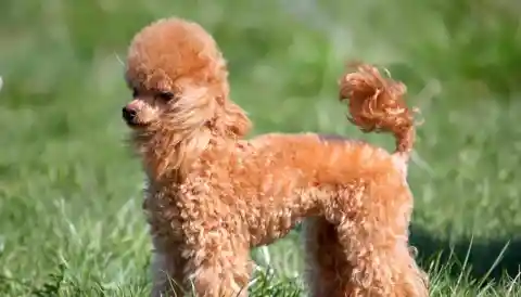 #16. Toy Poodle