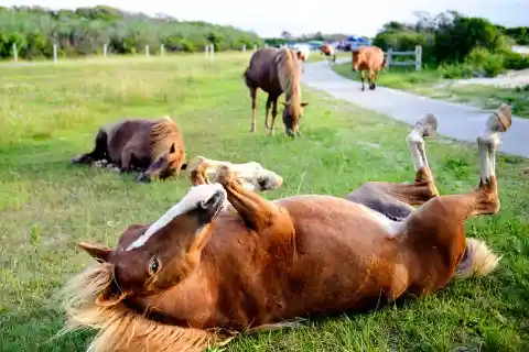 #16. Horses At Assateague Island, Maryland