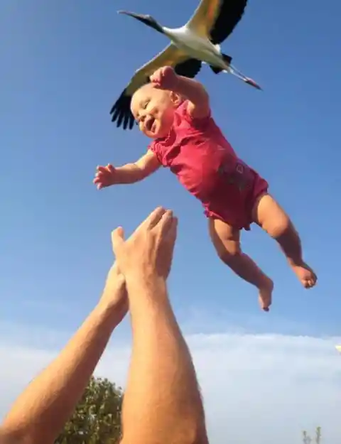 Baby Stork