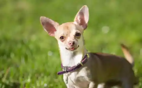 #18. Chihuahua '