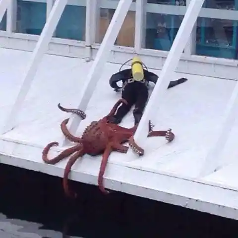 Killer Octopus