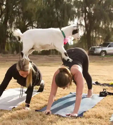 Animal Lovers Get Surprised In A Yoga Class