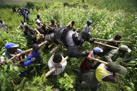 Mountain Gorillas