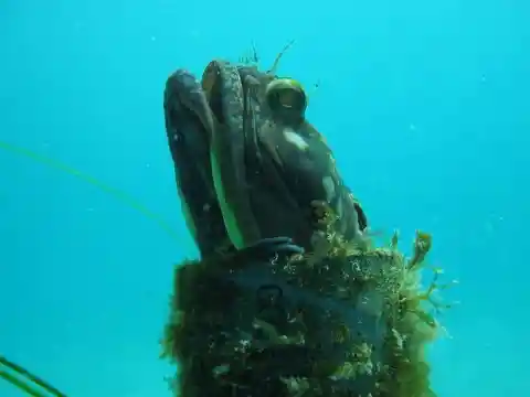 #2. Sarcastic Fringehead