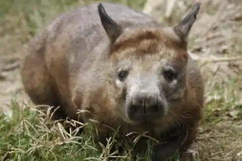The Hairy-Nosed Wombat