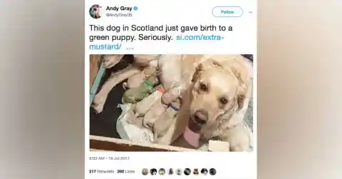 #12. The Green Puppy