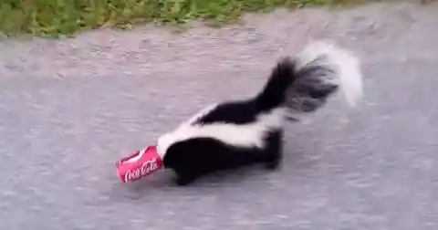 #19. Removing Skunk