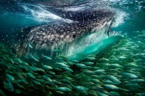 Whale Shark