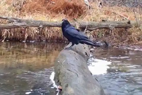Sneaky Crow