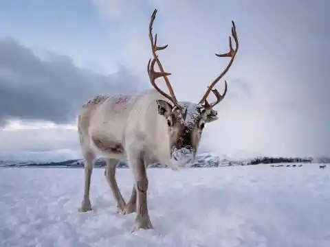 Reindeer Are Real