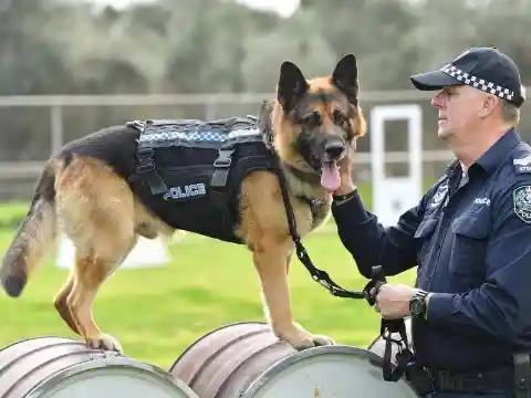 Jax, The Police Dog